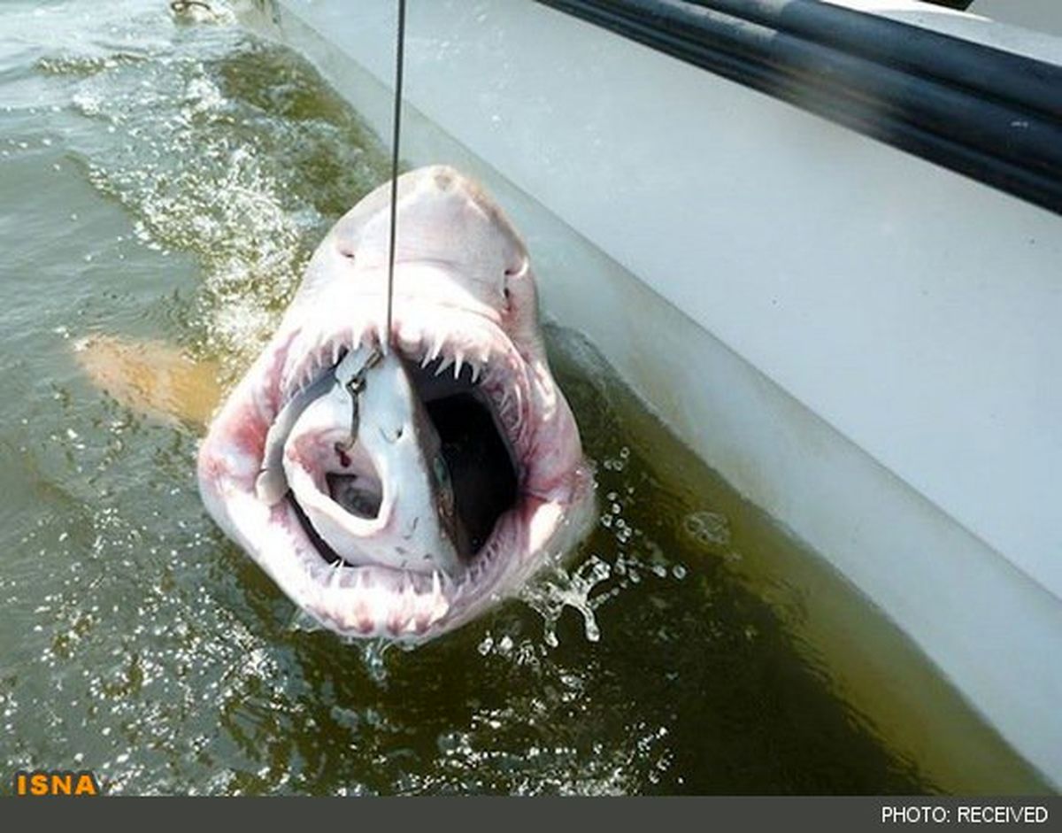 کار عجیب یک کوسه/عکس