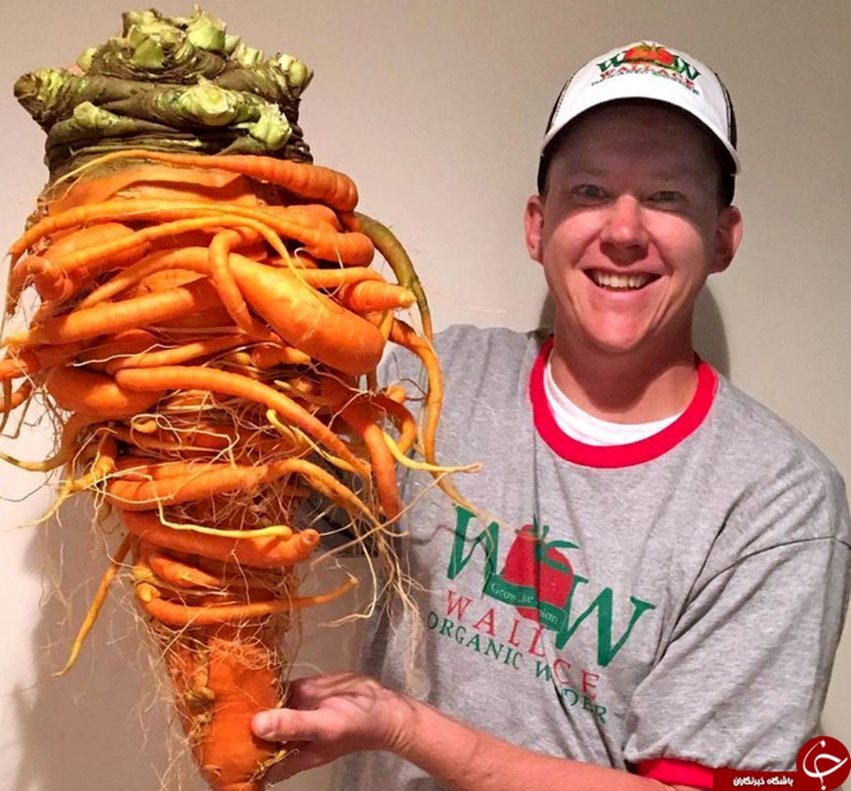 بزرگترین هویج دنیا دردست آقای سبز انگشتی +تصاویر