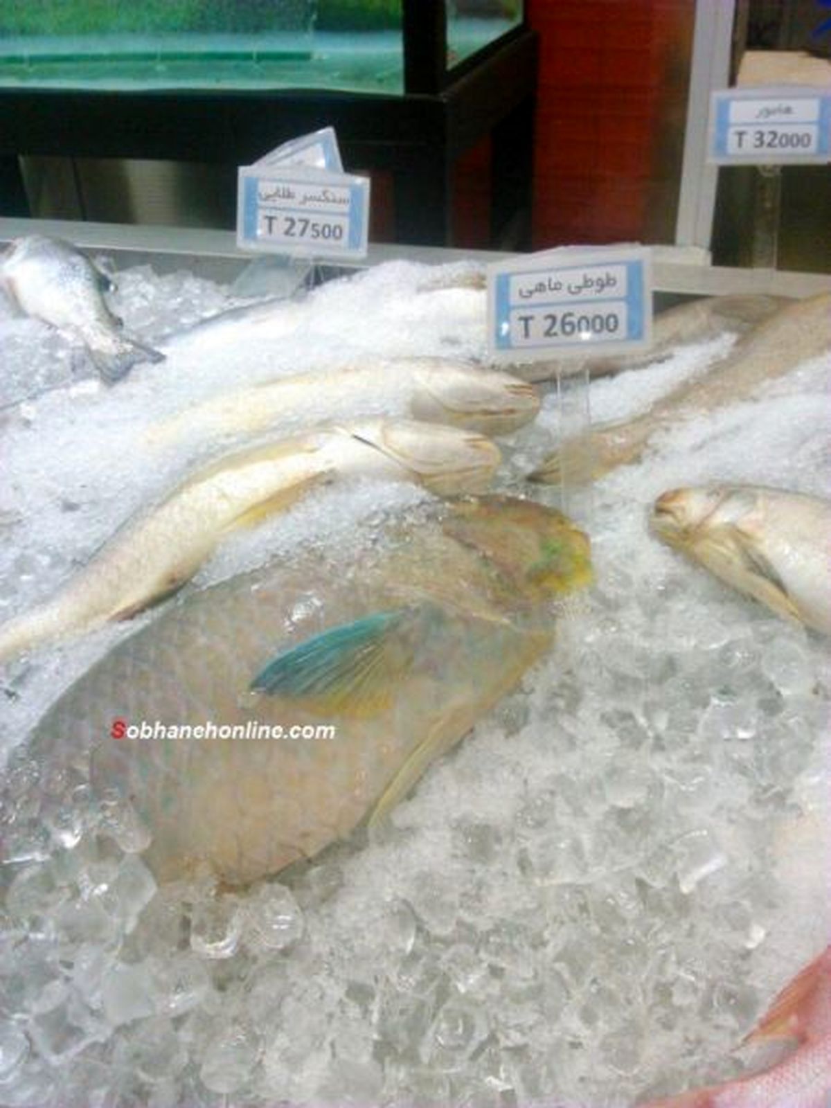 عکس: فروش "طوطی ماهی" در پایتخت