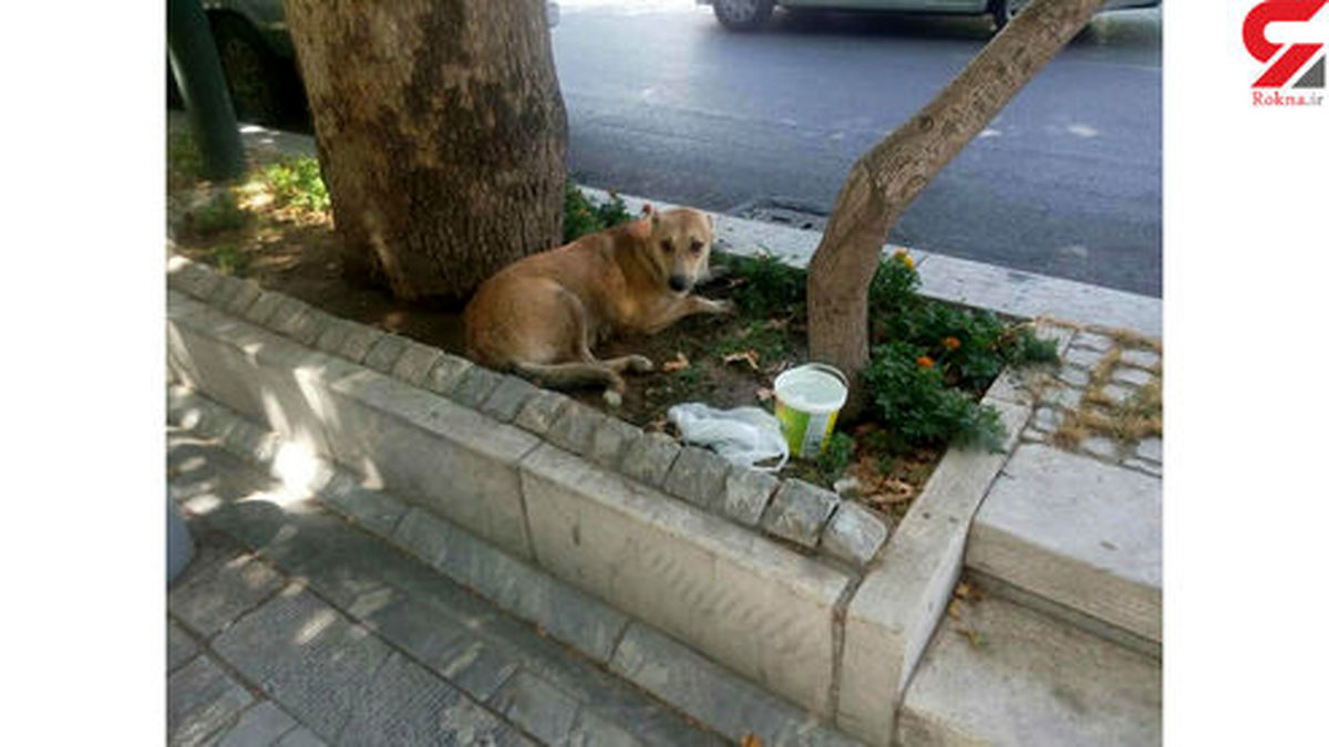 فرار دردناک یک سگ از وانت مرد مرموز در مرکز تهران +تصاویر