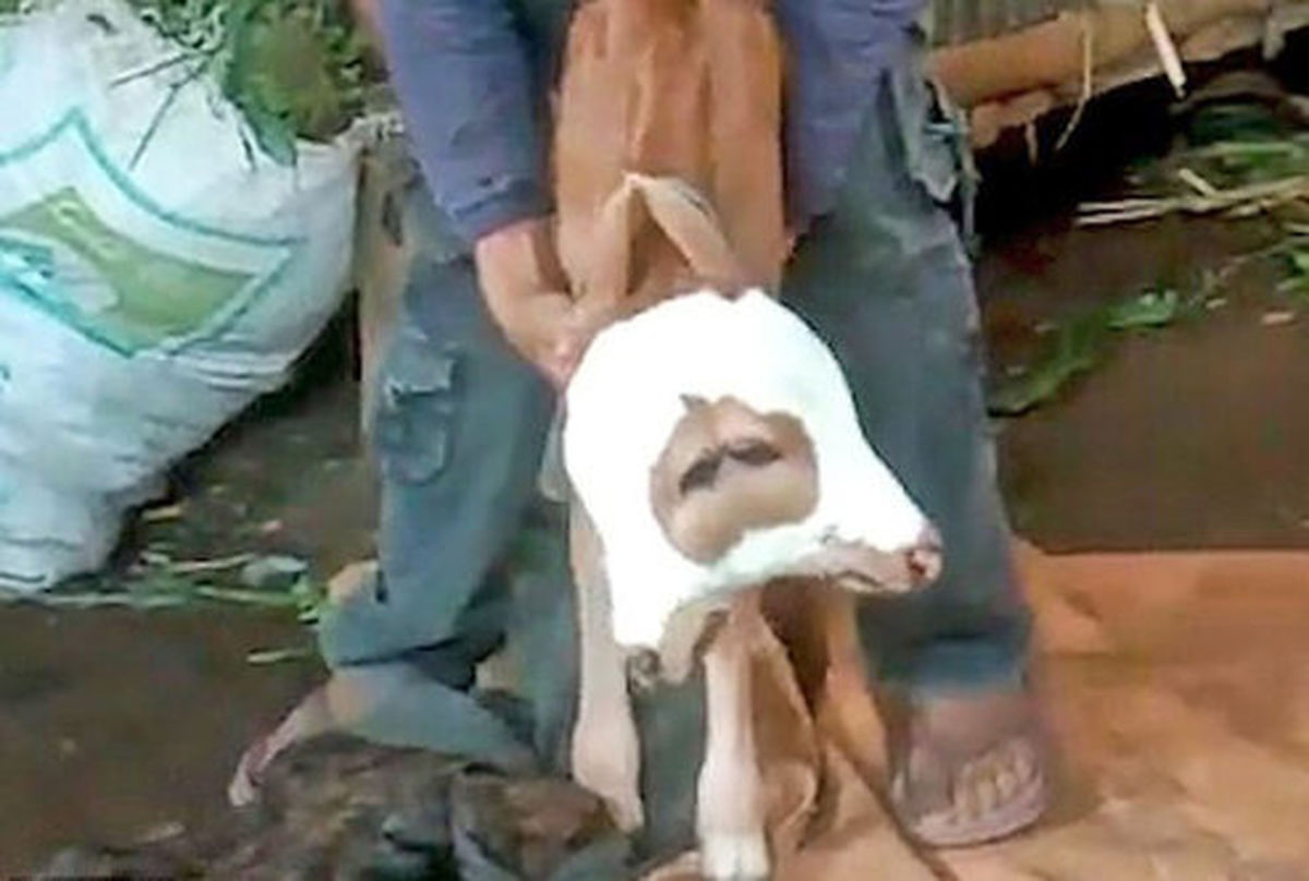 تولد گوساله دوسر در اندونزی +عکس