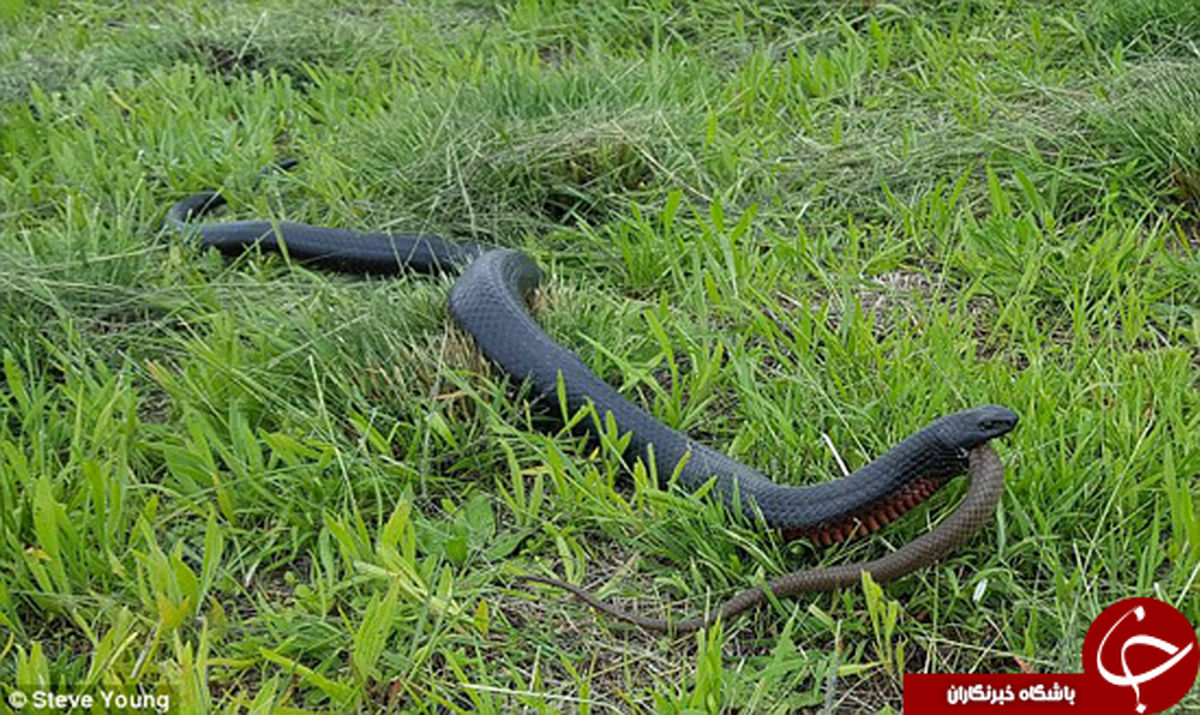 مار غول پیکر هم‌نوع خودش را در یک لقمه بلعید +تصاویر