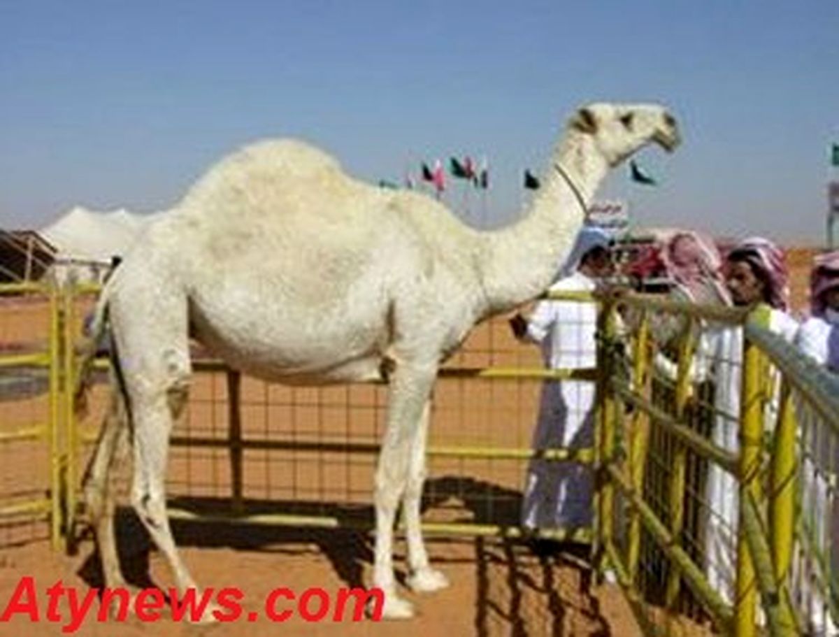 7میلیون درهم براي جذاب‌ترین شتر+ عکس