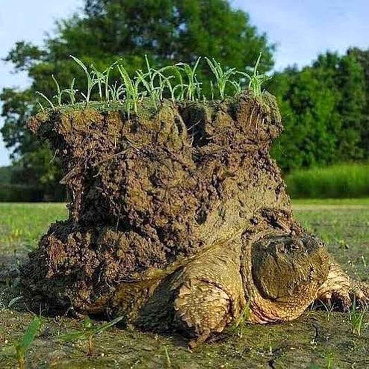 تصویر عجیب و دیدنی از یک لاک پشت بعد از خواب زمستانی !