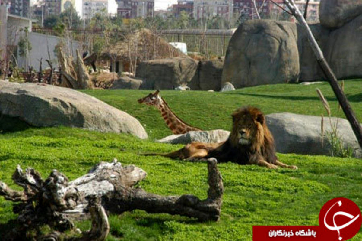 باغ وحشی زیبا که قفس ندارد! +تصاویر