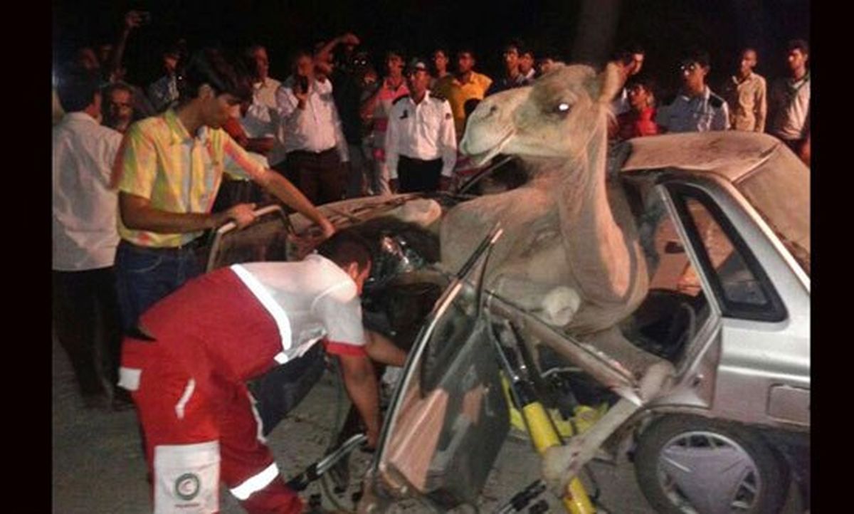 نتیجه تصادف پراید با شتر!/عکس