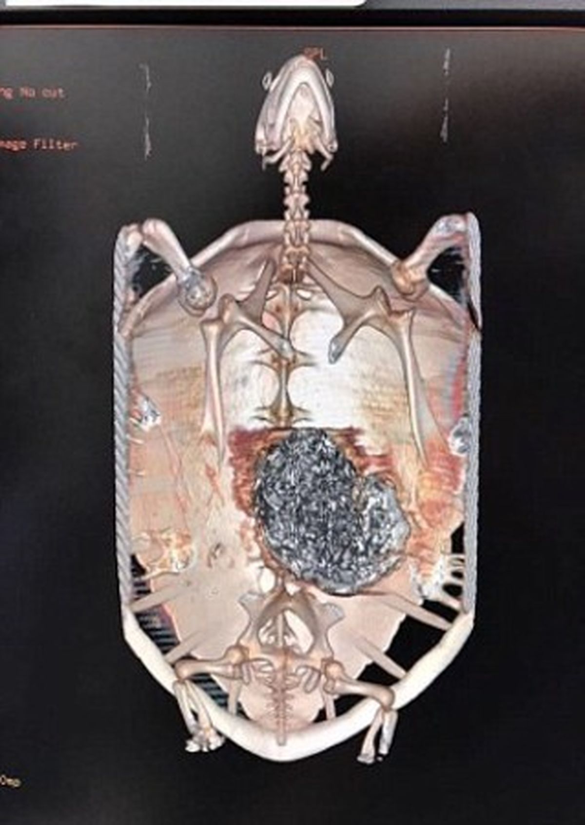 لاک پشتی که هزاران سکه را غورت داده بود! +تصاویر