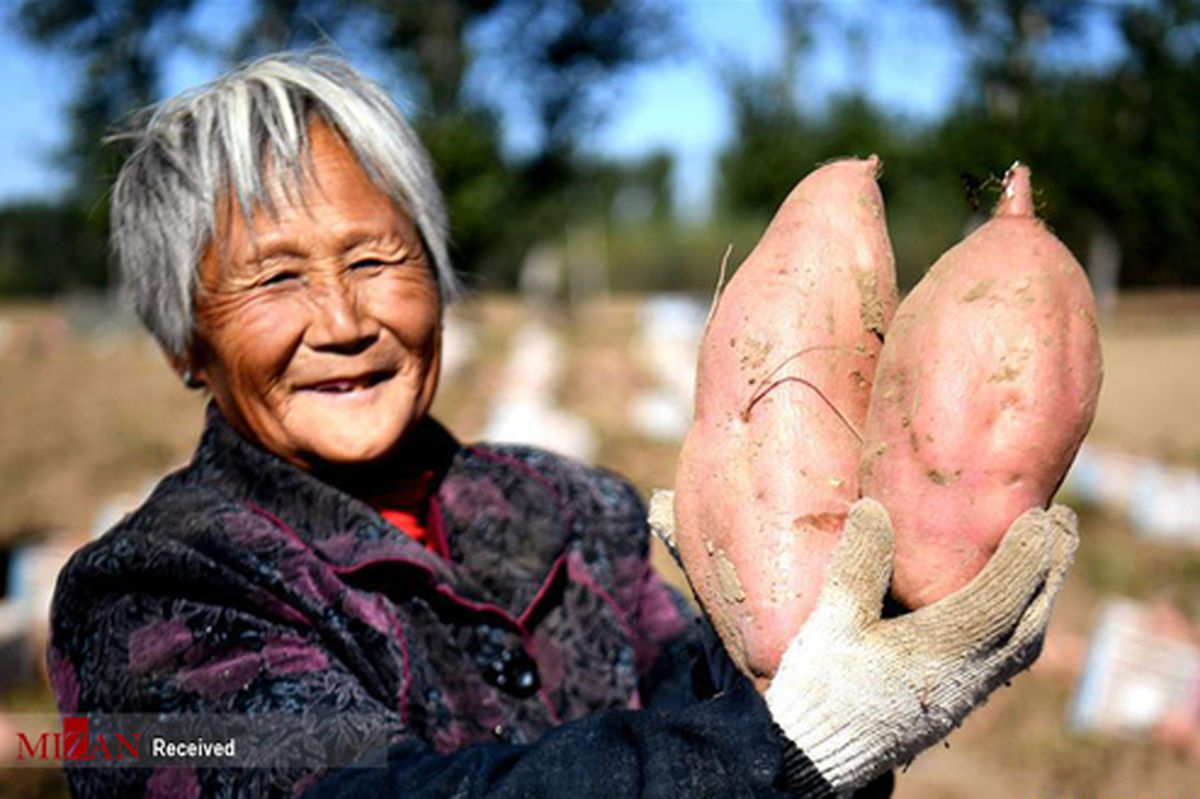 تصاویر: برداشت سیب زمینی شیرین