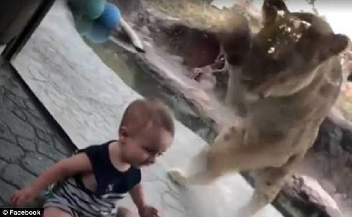 حمله شیر وحشی و خندههای یک کودک! +تصاویر
