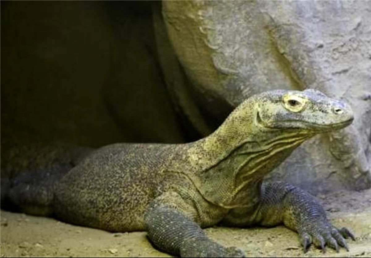 اژدهای 2متری درباغ وحش فرانسه/عکس