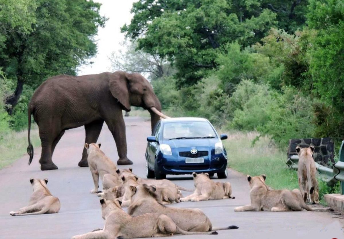 عکس: این راننده بدشانس است؟