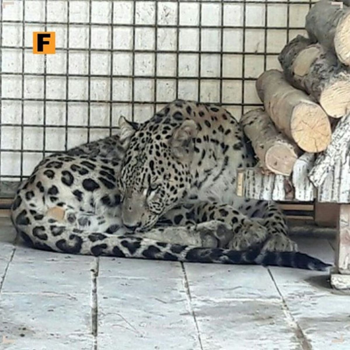 قطع‌عضو پلنگ کمیاب به دلیل نبود دارت‌بیهوشی +عکس