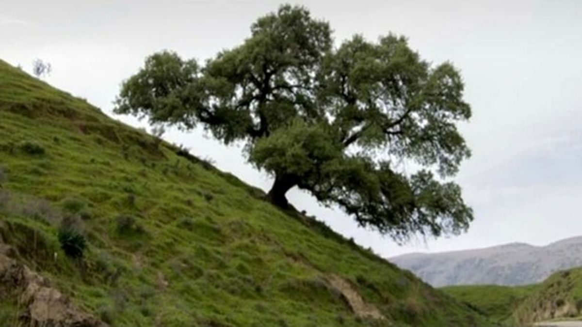 ماجرای تلخ تک درخت تنهای روستای تفریحی ایذه +عکس